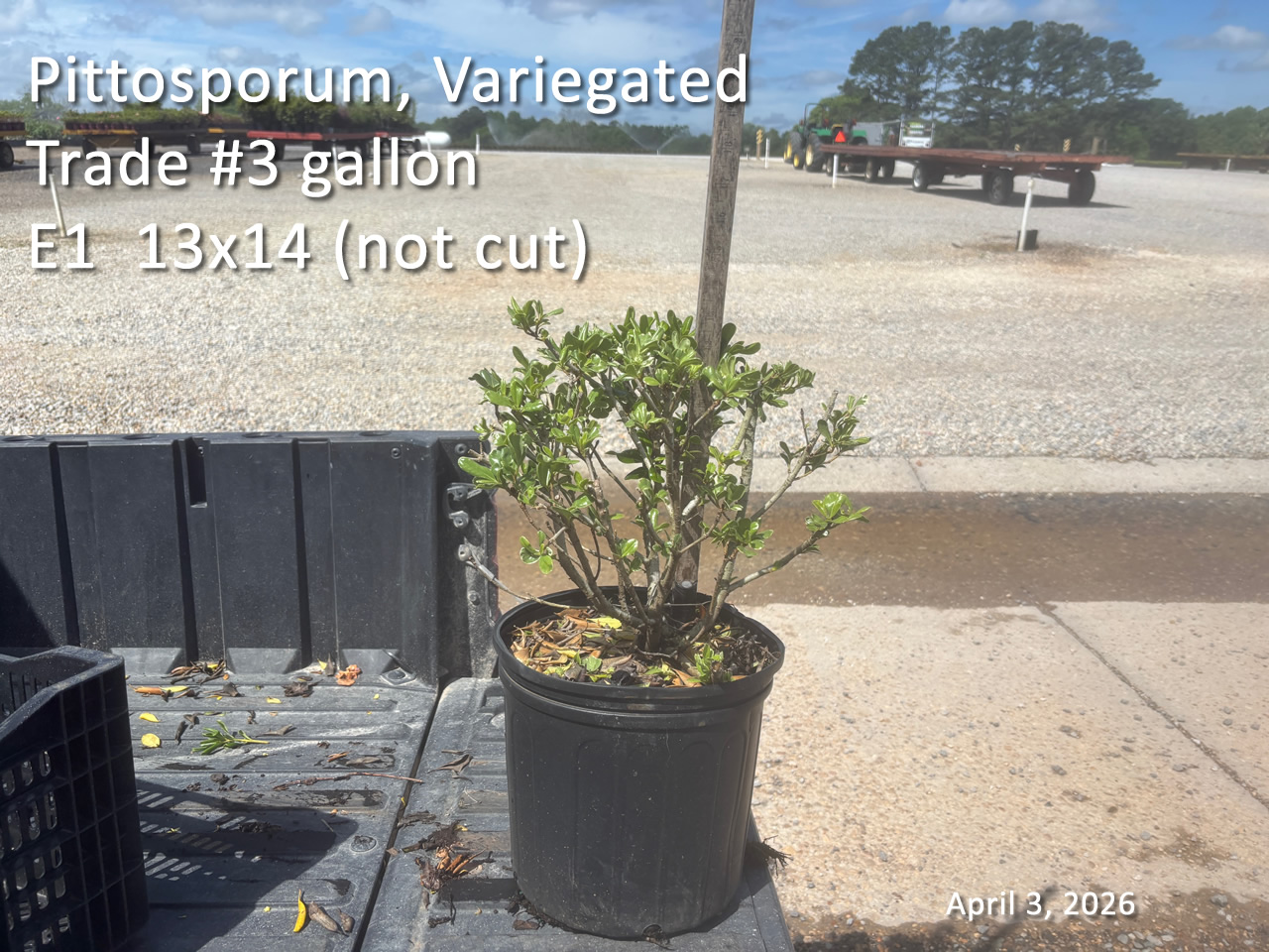 gallery/vpit3t uncut e1 apr3.jpg